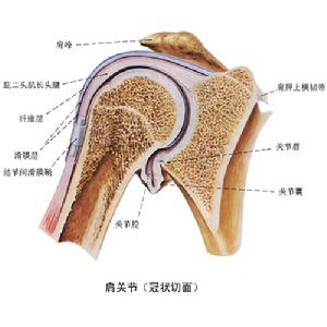 骨性(疾病病名)