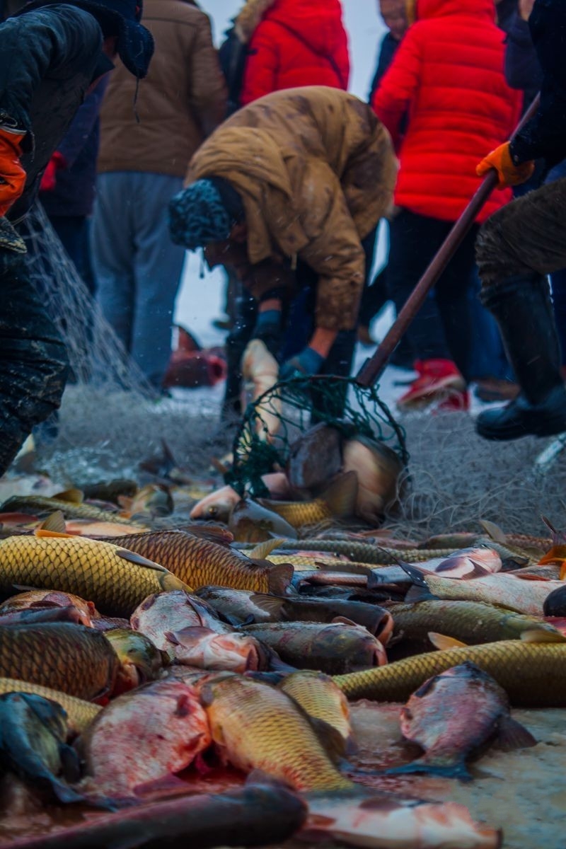 博斯騰湖鯉魚