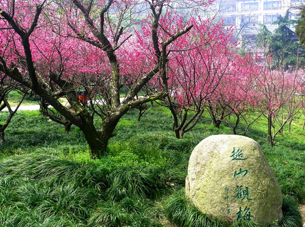 梅(青梅（薔薇科杏屬植物）)