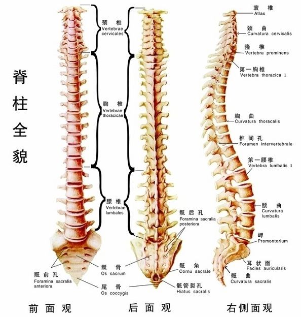 吳氏正椎