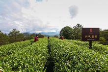 興乆岩茶核心產茶區--水簾洞茶園