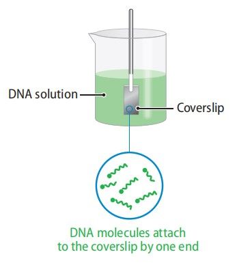 分子梳