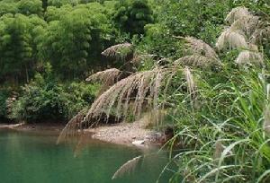 雙溪橋鎮