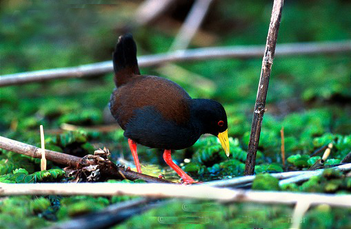 馬島苦惡鳥