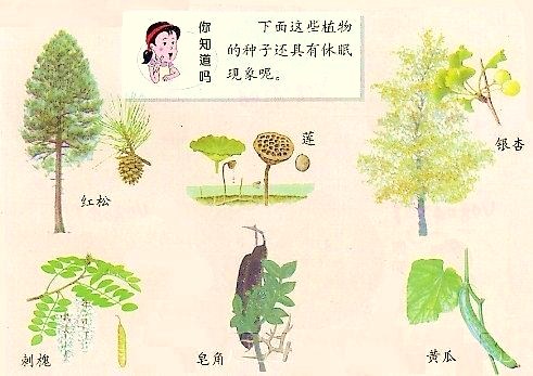 休眠植物