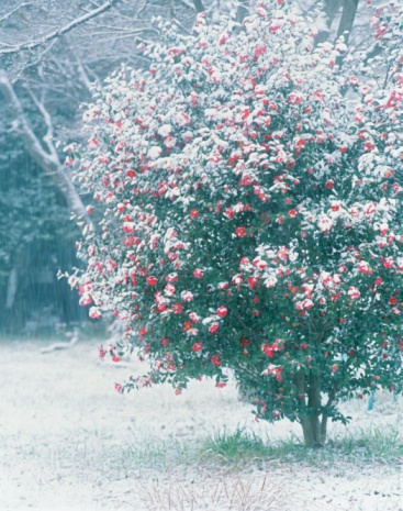 怒江山茶