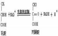 甘油磷酸酶