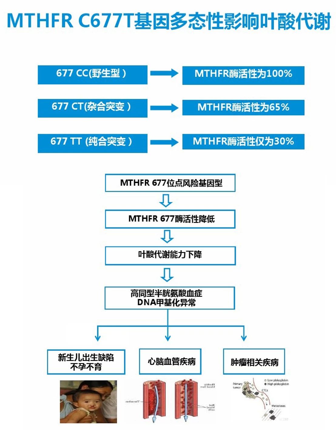 合成葉酸