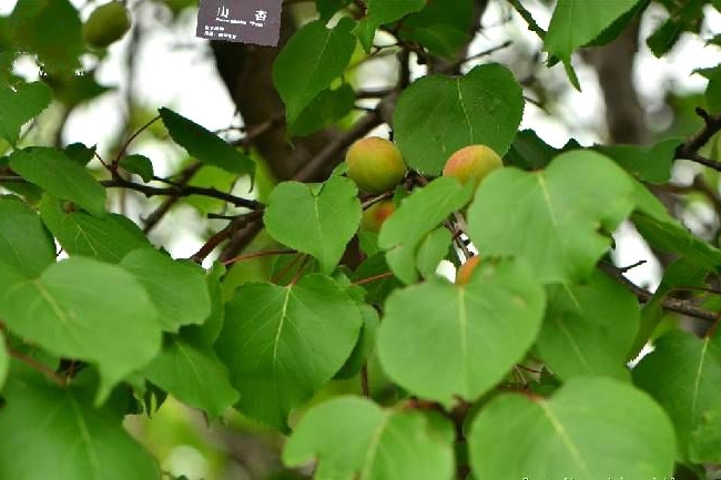 山杏阿魯科爾沁群體2號