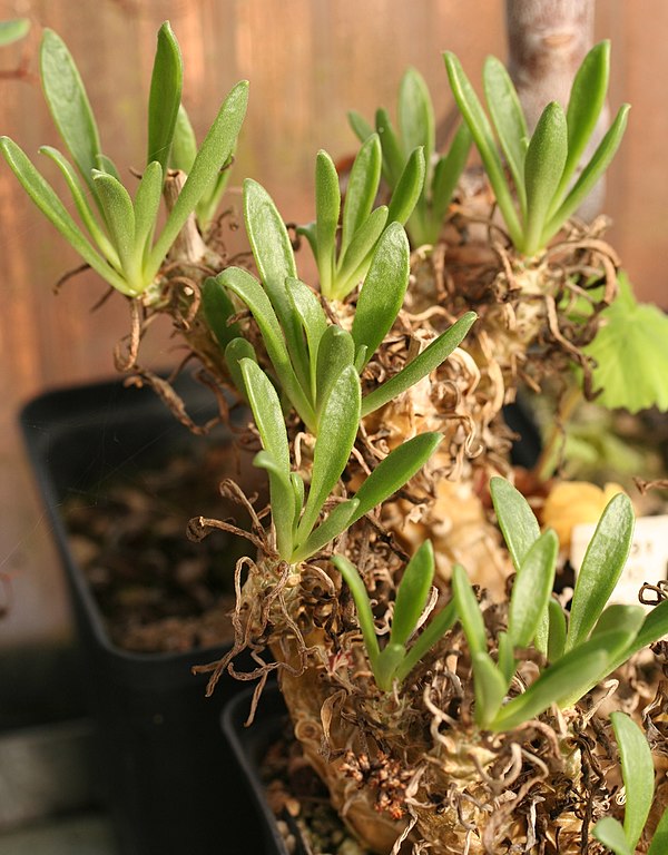 Tylecodon grandiflorus