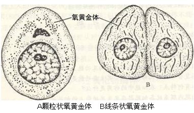 氧黃金體