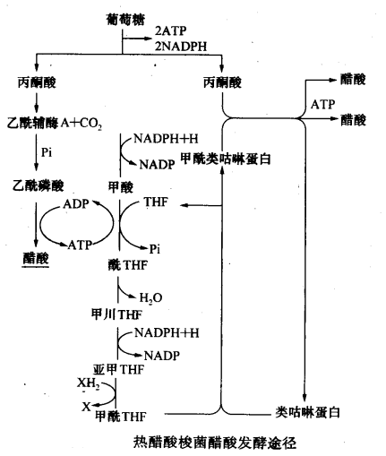 熱醋酸梭菌