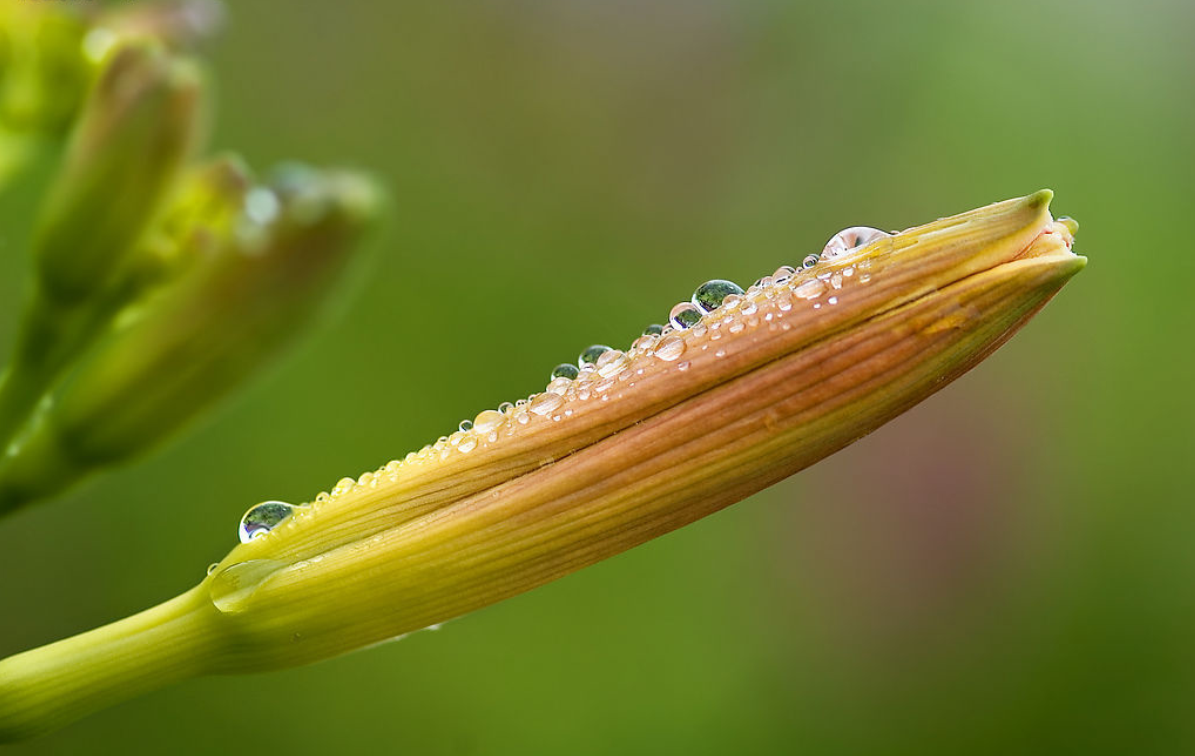 黃花菜炭疽病