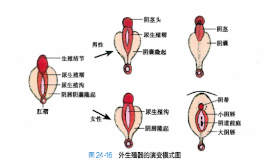 間性人