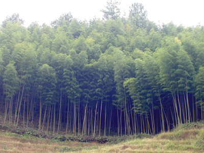 赤水村