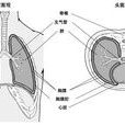 結核性乾性胸膜炎