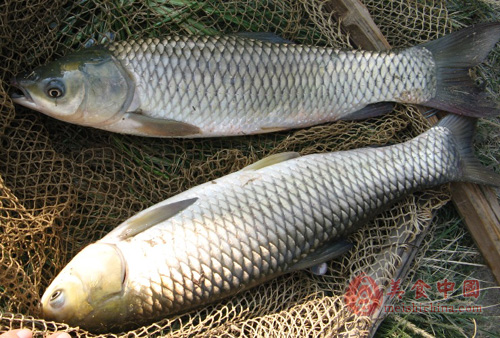 草根魚