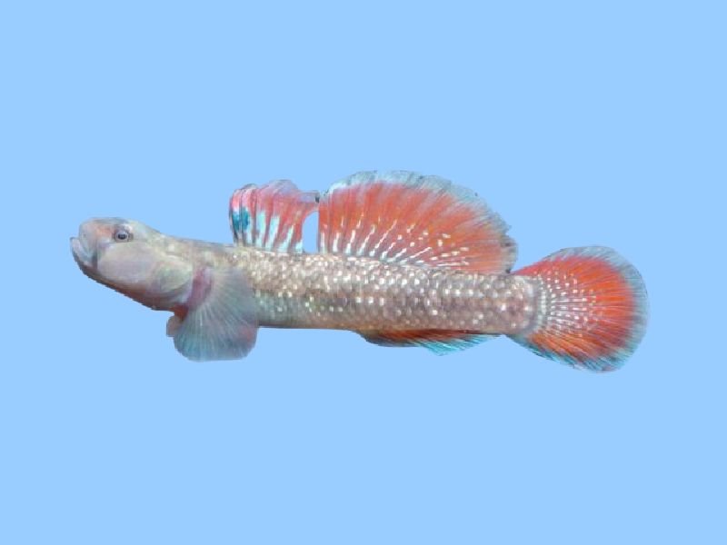 火焰吻蝦虎魚