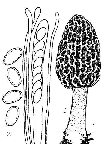 小羊肚菌