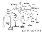 腦垂體