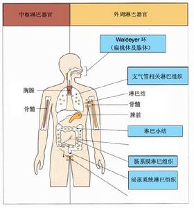 分子免疫學