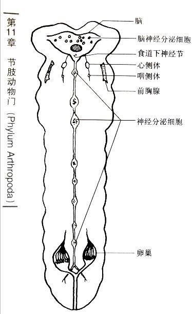 內分泌腺