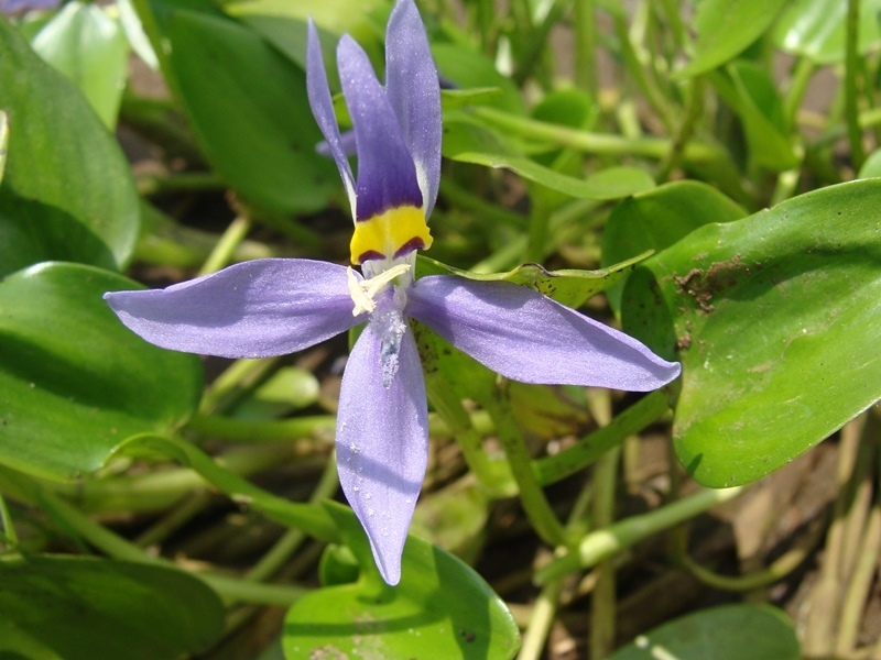 異蕊花屬 - Heteranthera rotundifolia