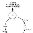 補體C4