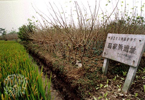 馬家浜遺址