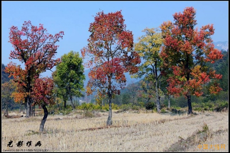 四姑鎮紅楓葉景區