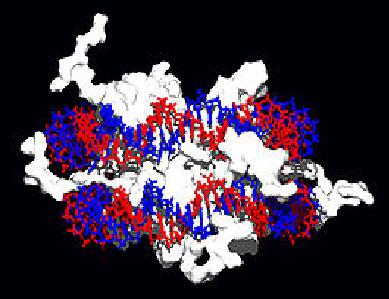 脫氧核糖核酸(DNA（脫氧核糖核酸）)