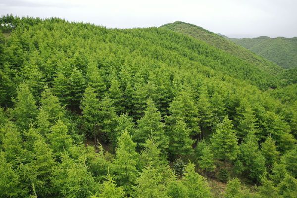 馬東山林場