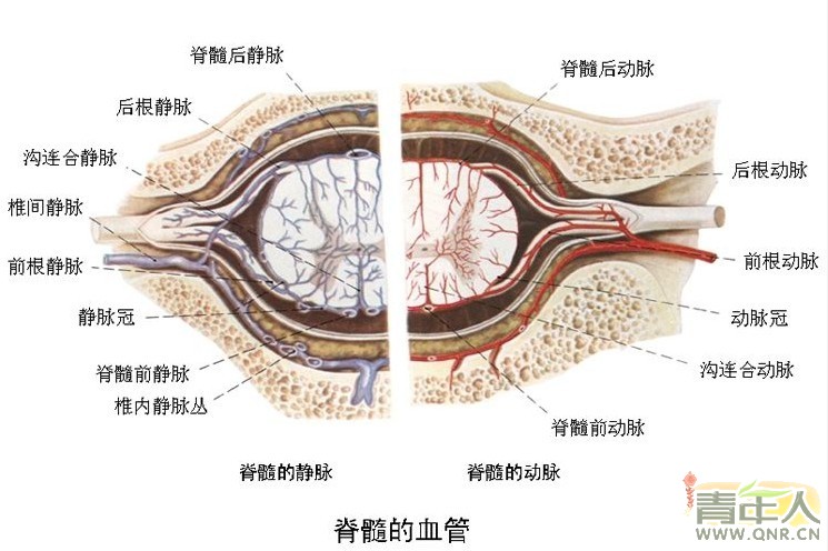 硬膜外隙