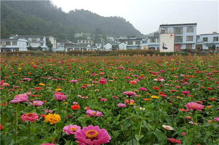 對門山村(雲南省紅河箇舊市老廠鎮對門山村)