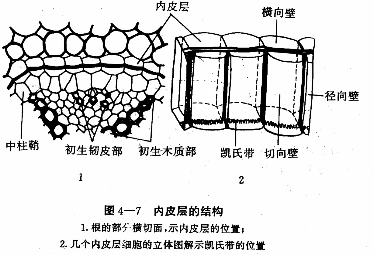 內皮層的結構