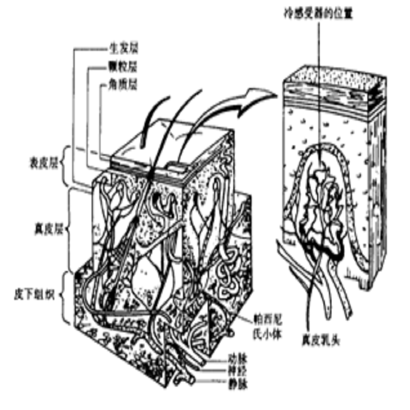 圖1 冷感受器處皮膚溫度