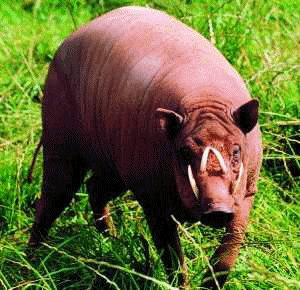 babirusa