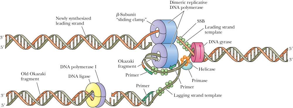 DNA聚合酶III