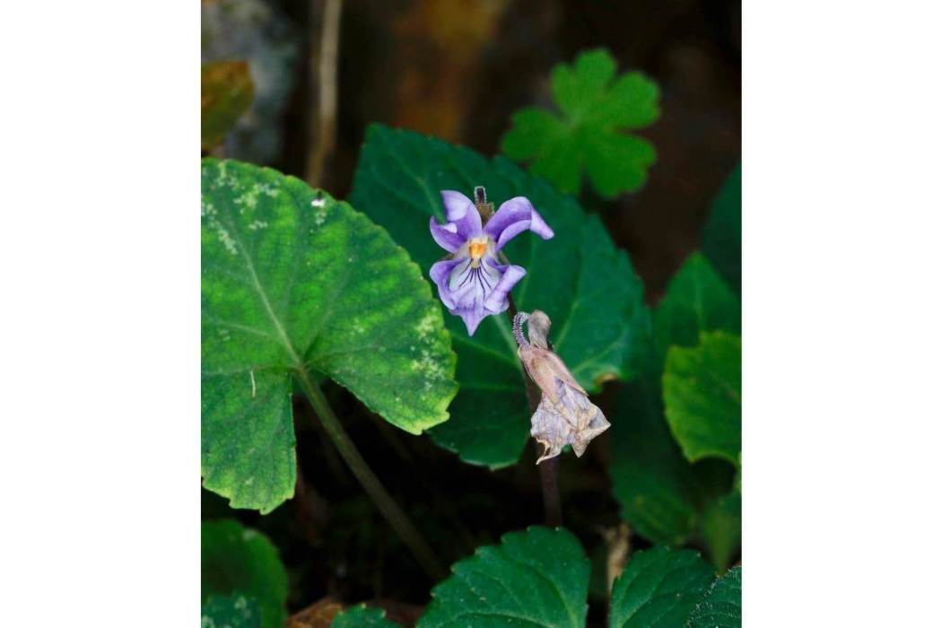 滇西堇菜(堇菜科堇菜屬植物)