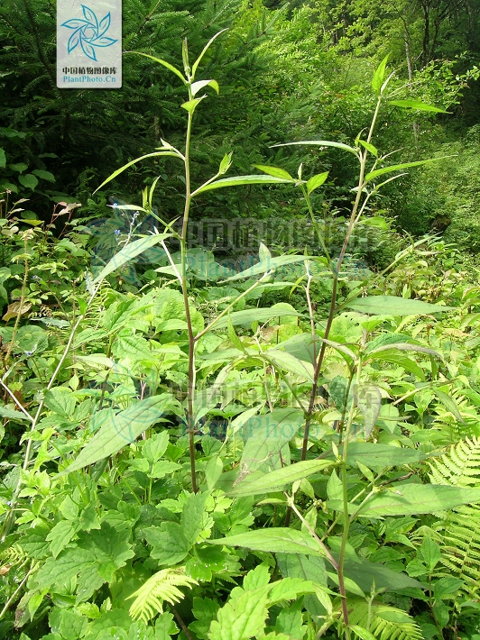 暗花金挖耳（原變種）