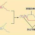 雜交分子