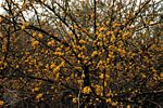 鸕木（Cornus mas)