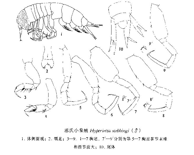 思氏小泉戎