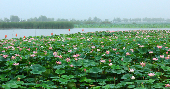 龍湖(河南省淮陽縣所轄湖泊)