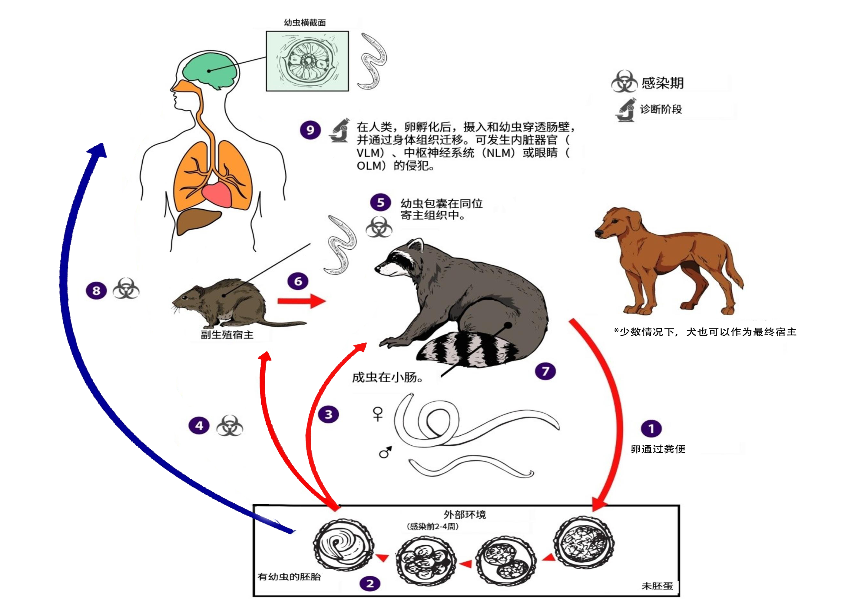 浣熊貝蛔蟲病