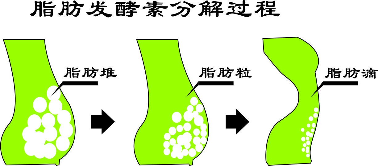 脂肪發酵分解圖