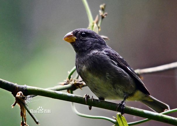 食籽雀屬