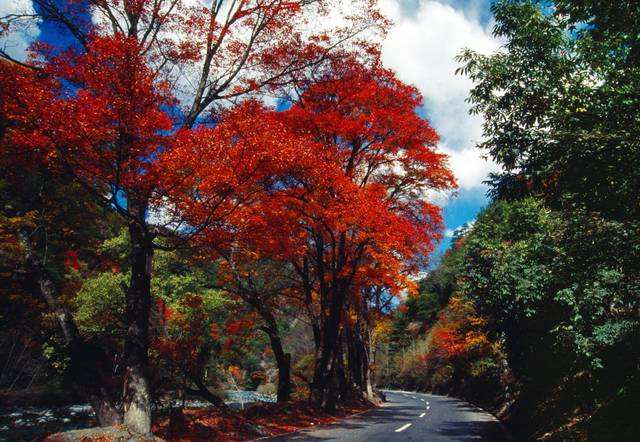 紅葉風景區(理縣紅葉風景區)