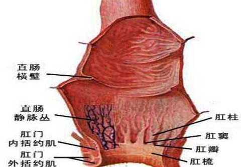 肛門(屁眼)