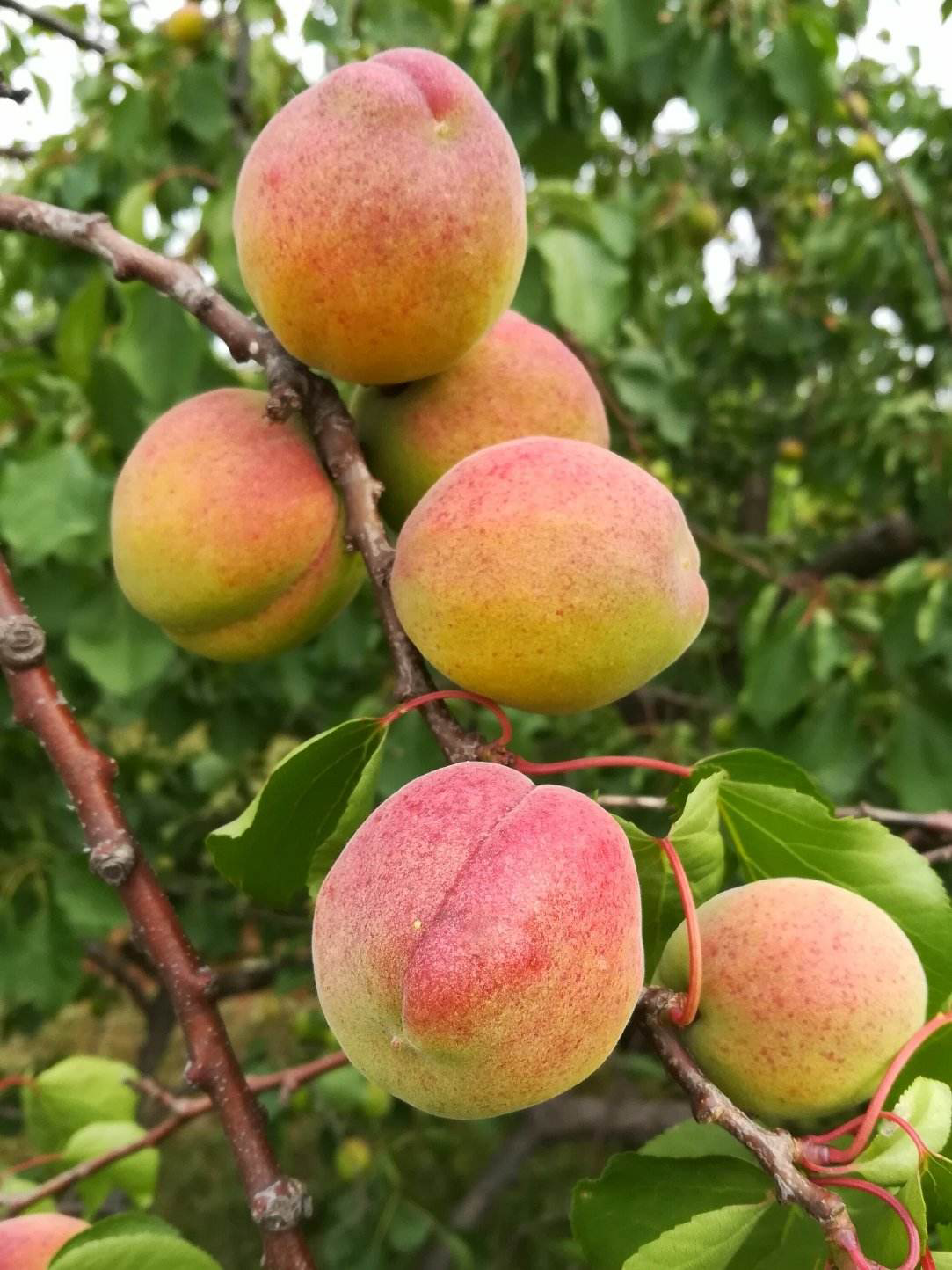 巨鹿串枝紅杏